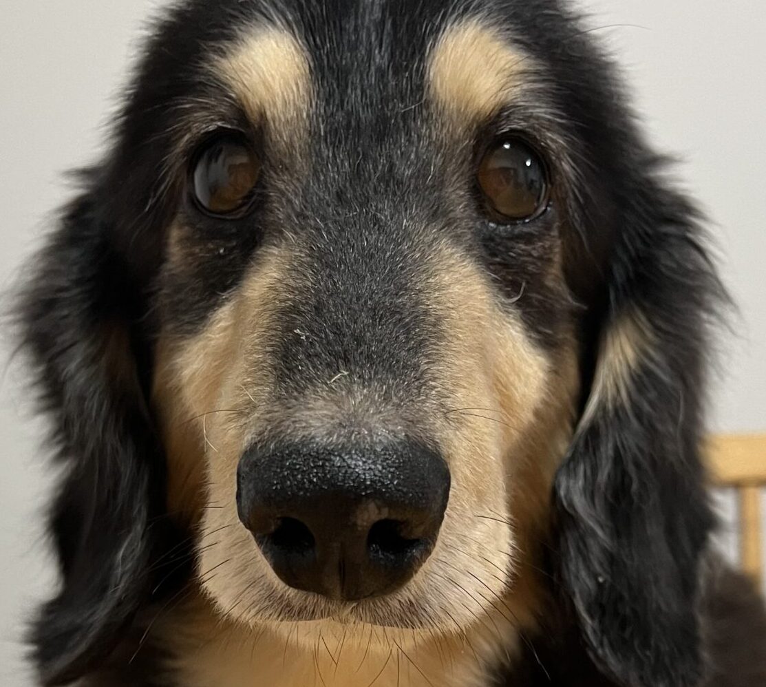 こころみたすペット思い出セレモニーにて葬儀したペットちゃん | ましゅくん