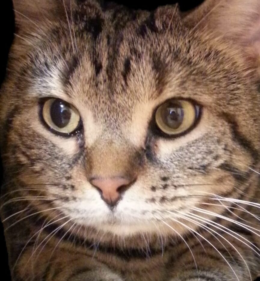 こころみたすペット思い出セレモニーにて葬儀したペットちゃん | パルちゃん