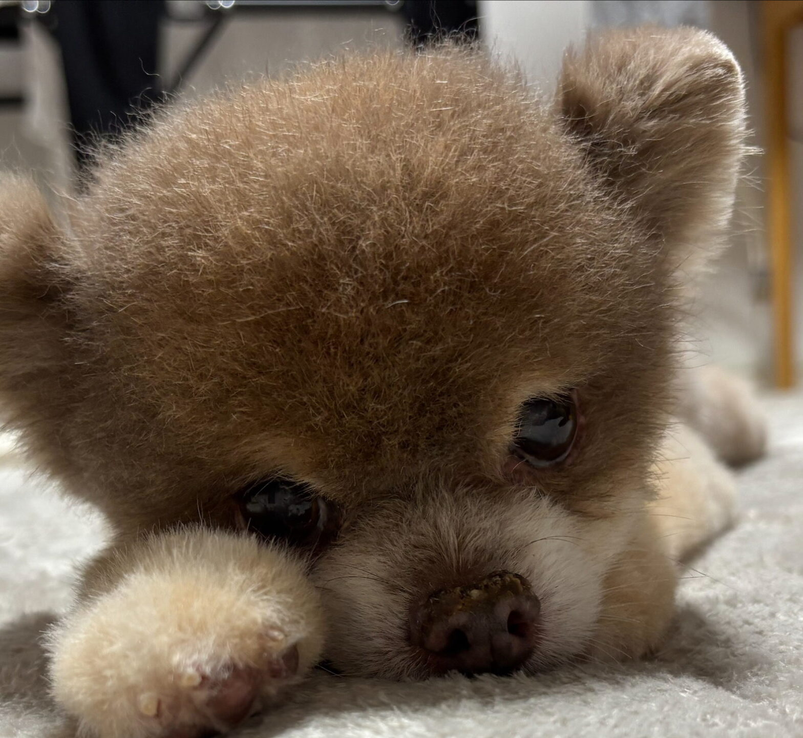 こころみたすペット思い出セレモニーにて葬儀したペットちゃん | ジルくん