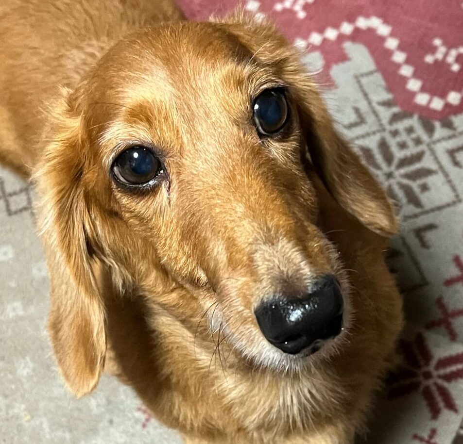 こころみたすペット思い出セレモニーにて葬儀したペットちゃん | マロンくん