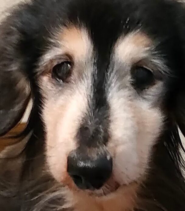 ケンくん | こころみたす ペット思い出セレモニー