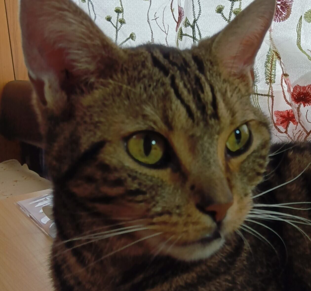 こころみたすペット思い出セレモニーにて葬儀したペットちゃん | 夢丸くん