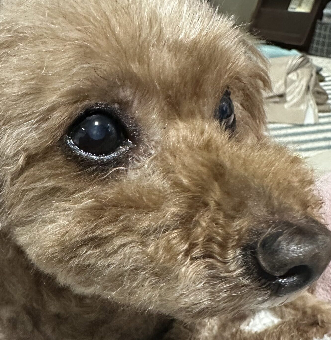 こころみたすペット思い出セレモニーにて葬儀したペットちゃん | ららちゃん