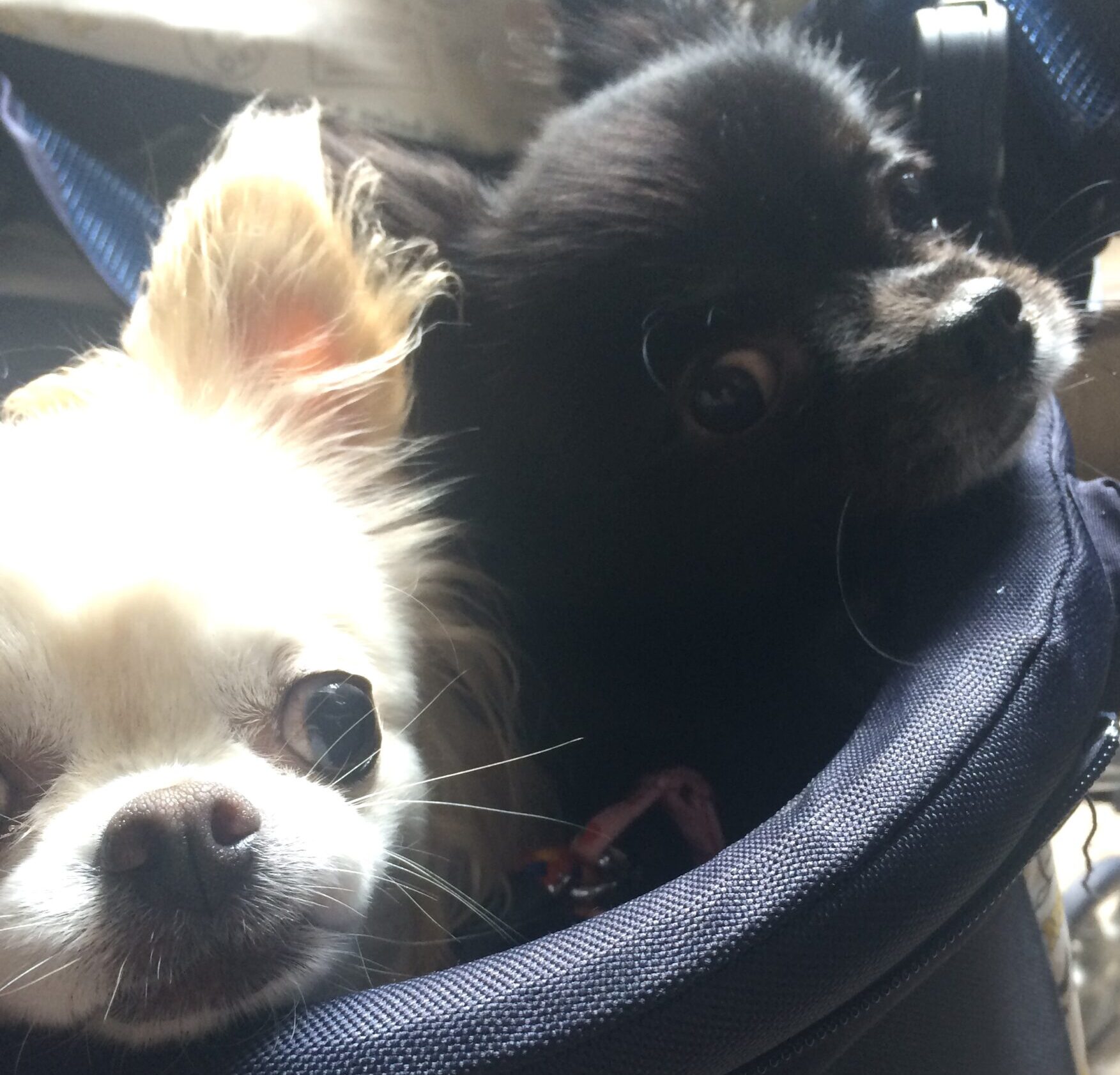 こころみたすペット思い出セレモニーにて葬儀したペットちゃん | ひまわりちゃん