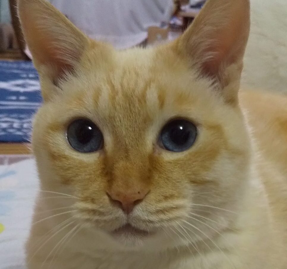 こころみたすペット思い出セレモニーにて葬儀したペットちゃん | ちょたろうくん