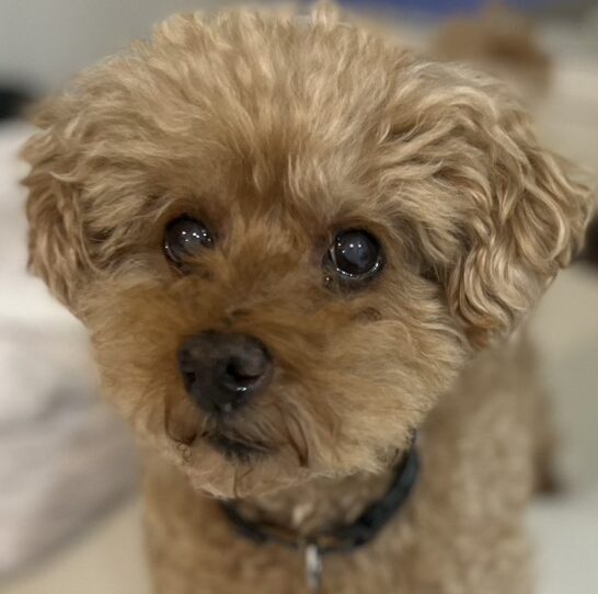 こころみたすペット思い出セレモニーにて葬儀したペットちゃん | ロイくん