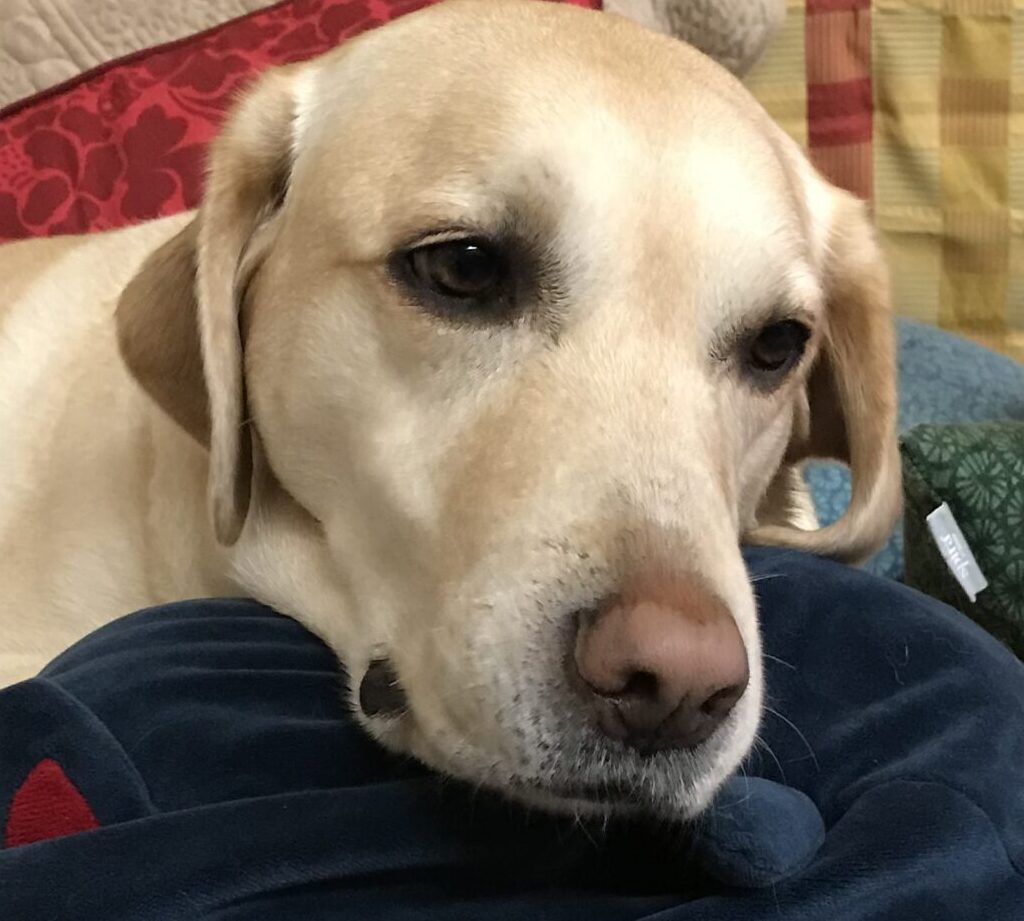 こころみたすペット思い出セレモニーにて葬儀したペットちゃん | 夢生ちゃん