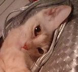 こころみたすペット思い出セレモニーにて葬儀したペットちゃん | 夏鶴ちゃん