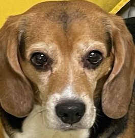 こころみたすペット思い出セレモニーにて葬儀したペットちゃん | ココちゃん