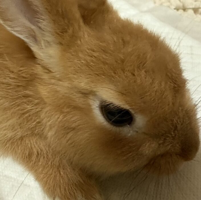 ラムくん | こころみたす ペット思い出セレモニー