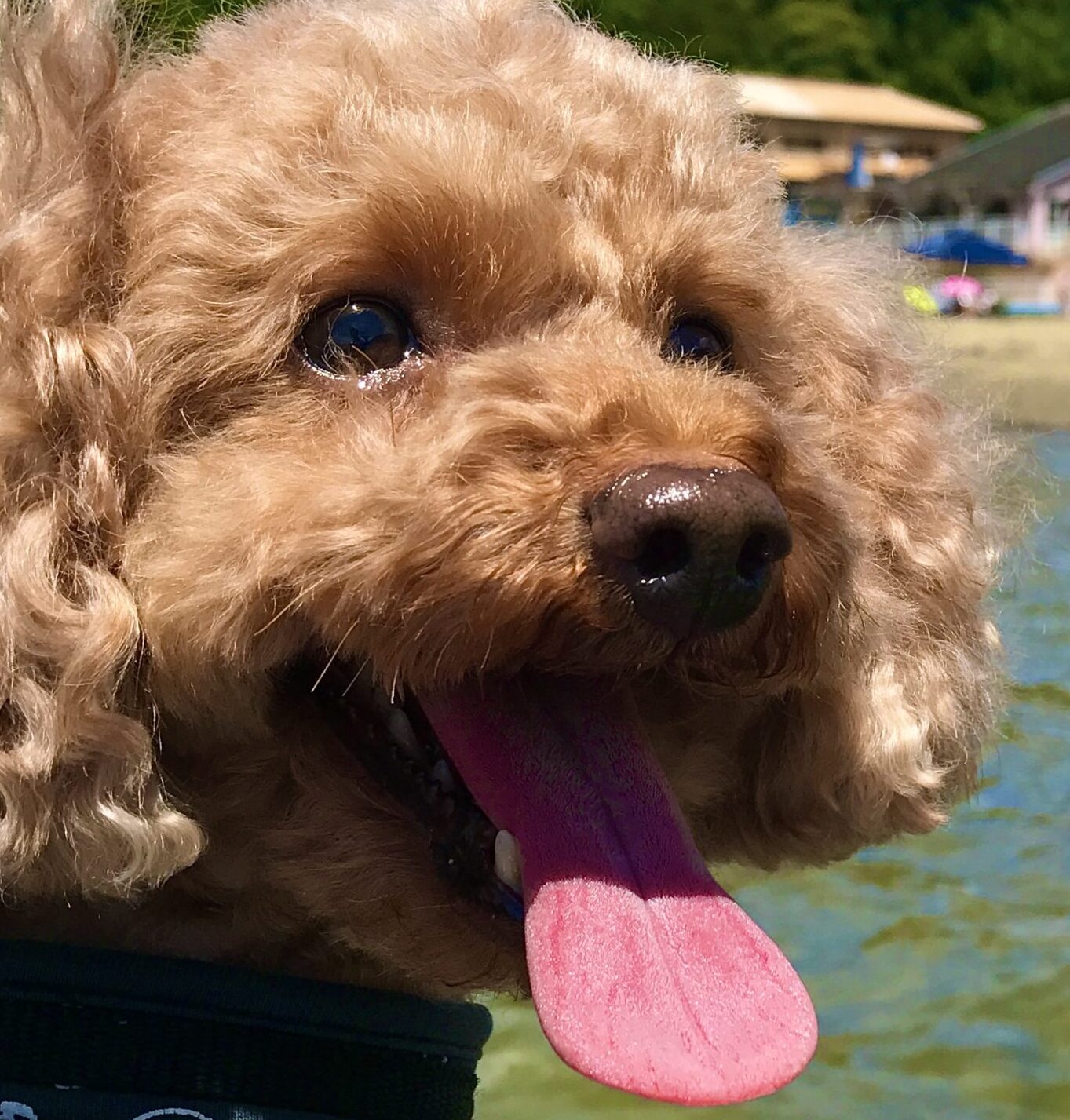 プーちゃん | こころみたす ペット思い出セレモニー