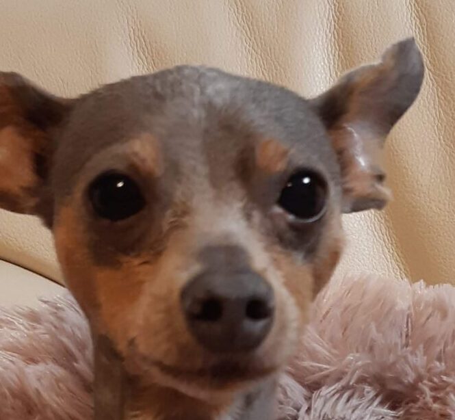 こころみたすペット思い出セレモニーにて葬儀したペットちゃん | マリンちゃん