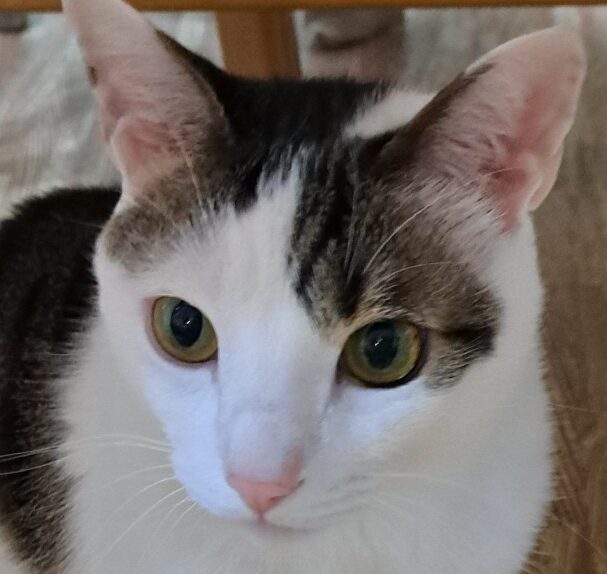 こころみたすペット思い出セレモニーにて葬儀したペットちゃん | フクくん