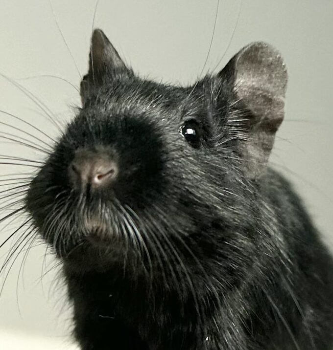 こころみたすペット思い出セレモニーにて葬儀したペットちゃん | 帰蝶ちゃん