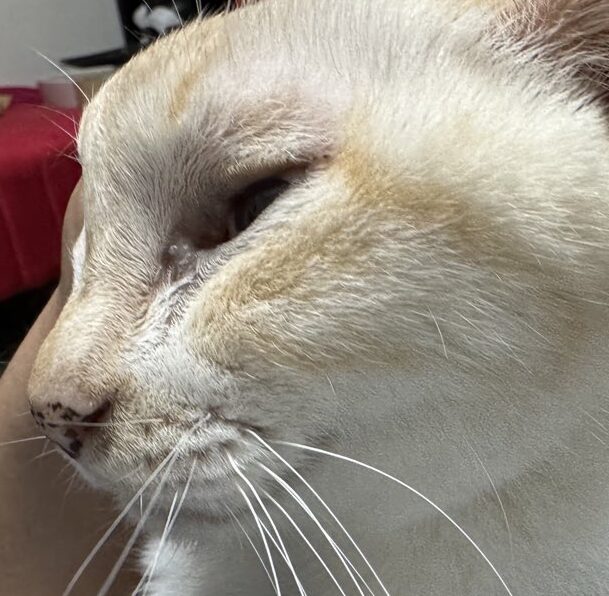 こころみたすペット思い出セレモニーにて葬儀したペットちゃん | ロココちゃん