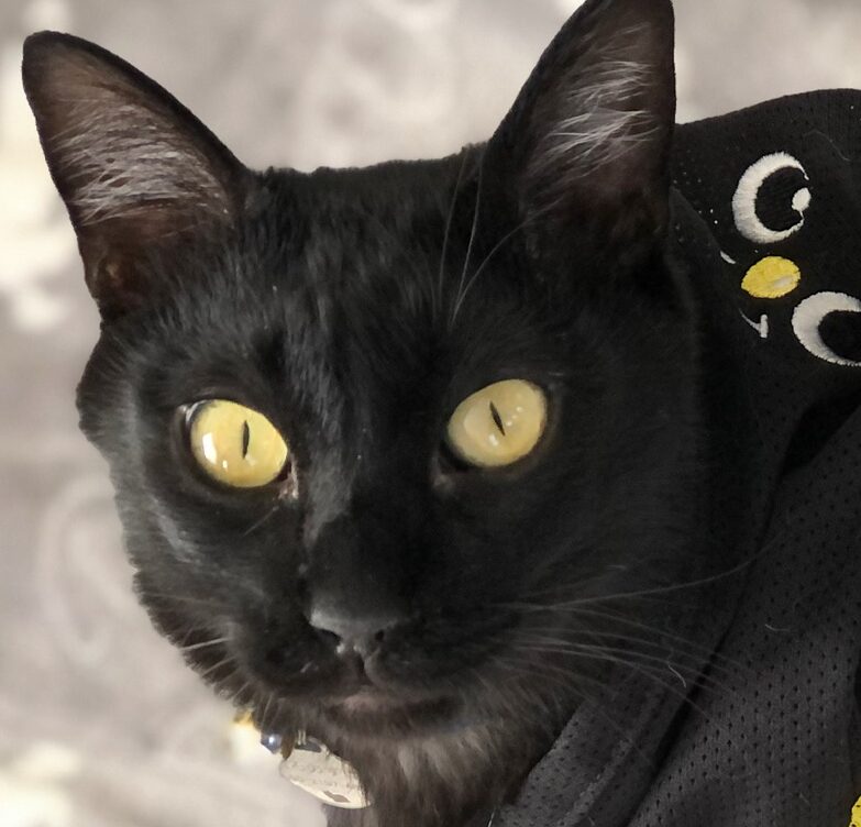 くろのすけくん | こころみたす ペット思い出セレモニー