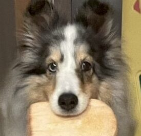 こころみたすペット思い出セレモニーにて葬儀したペットちゃん | ロコちゃん