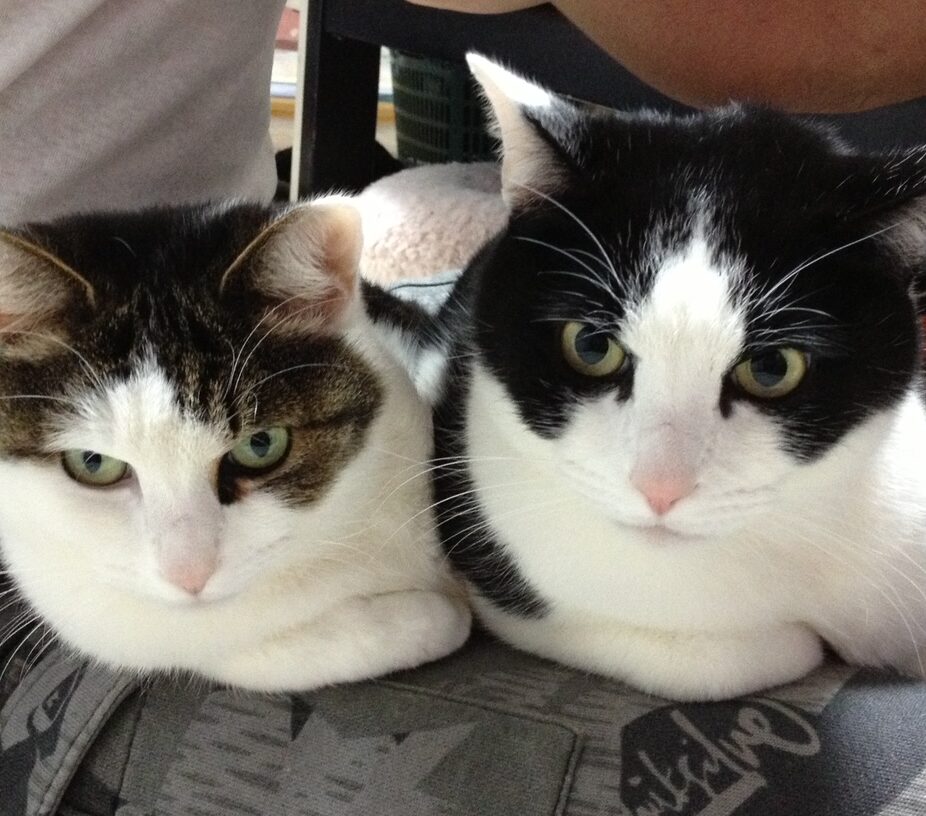 こころみたすペット思い出セレモニーにて葬儀したペットちゃん | さぶくん