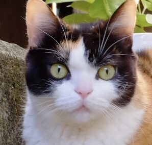 こころみたすペット思い出セレモニーにて葬儀したペットちゃん | ムギちゃん