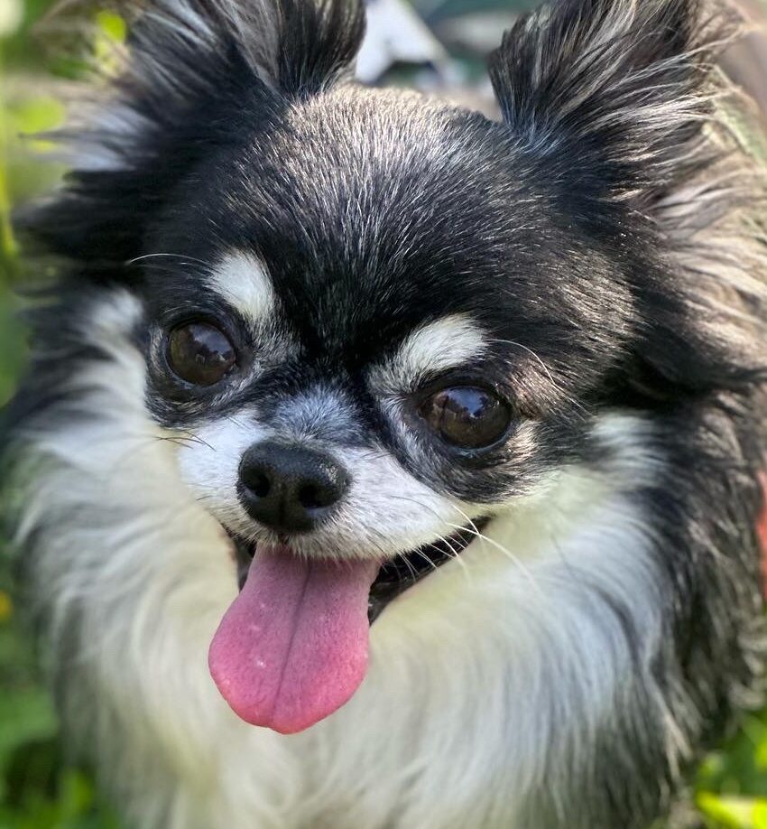 こころみたすペット思い出セレモニーにて葬儀したペットちゃん | ガルボくん