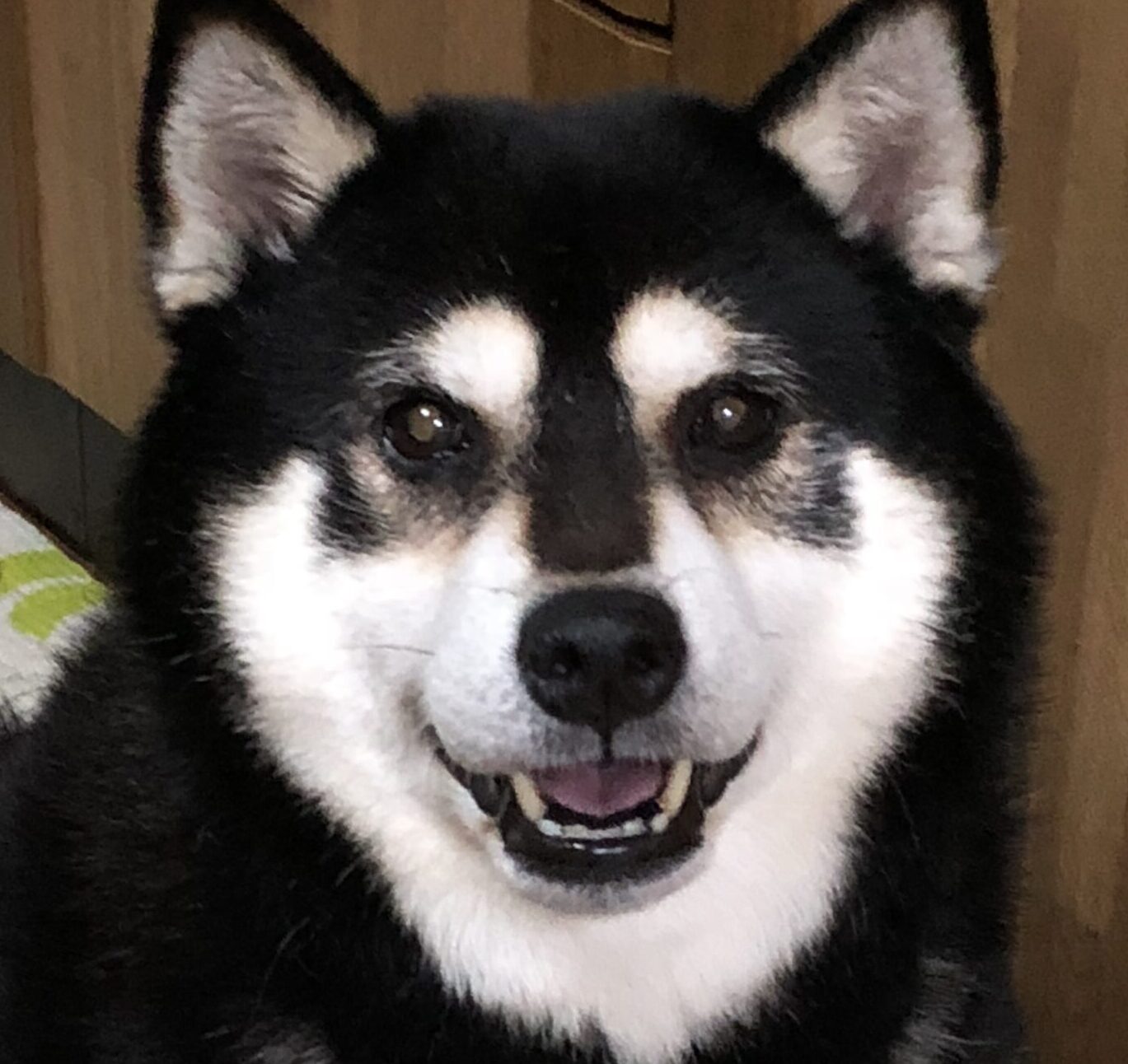 レオくん | こころみたす ペット思い出セレモニー