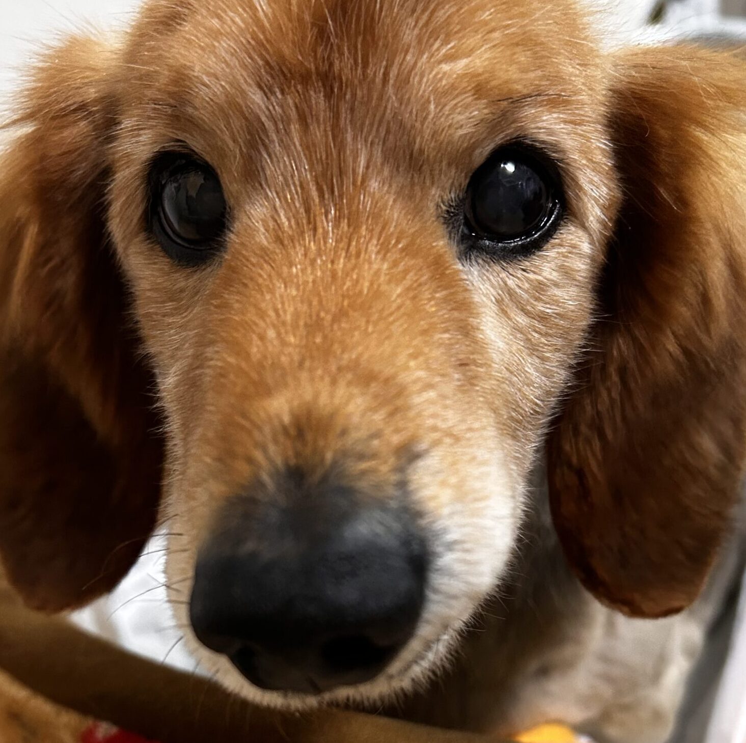 こころみたすペット思い出セレモニーにて葬儀したペットちゃん | チッチくん