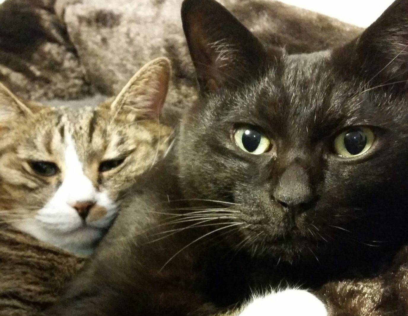 マロくん | こころみたす ペット思い出セレモニー