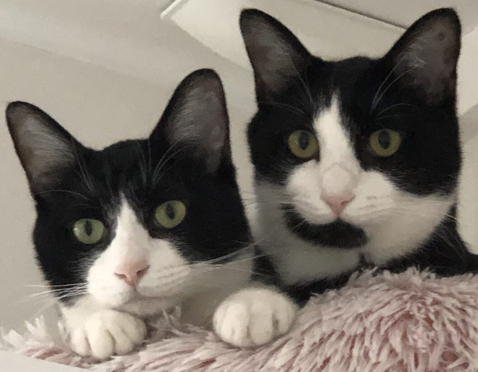 ルチくん | こころみたす ペット思い出セレモニー