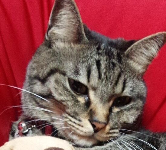 みるちゃん | こころみたす ペット思い出セレモニー