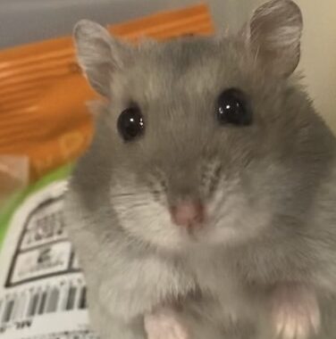 まめちゃん | こころみたす ペット思い出セレモニー