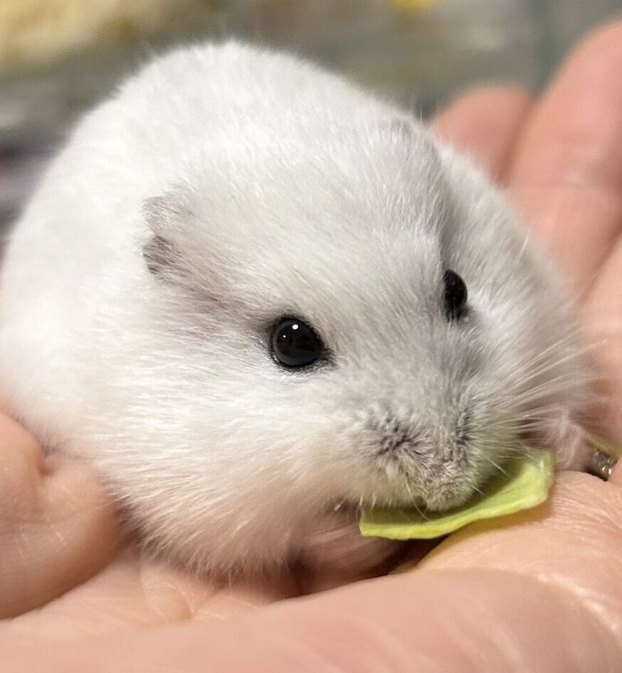 ゆきちゃん | こころみたす ペット思い出セレモニー