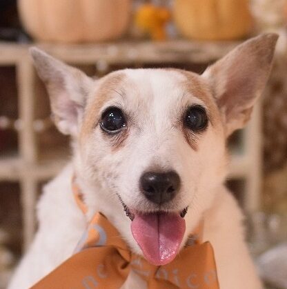 ぴちゅちゃん | こころみたす ペット思い出セレモニー