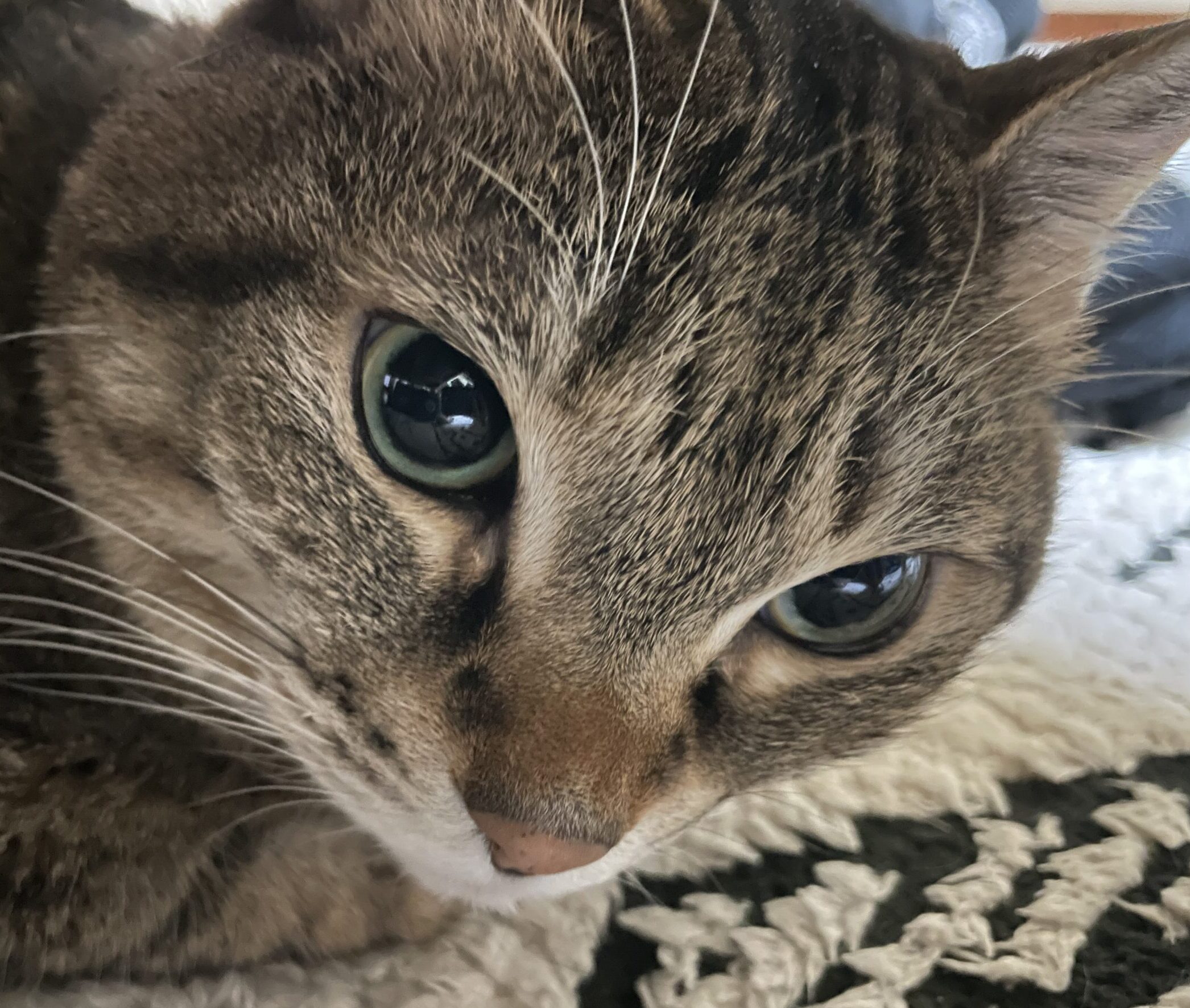 こころみたすペット思い出セレモニーにて葬儀したペットちゃん | きなこちゃん