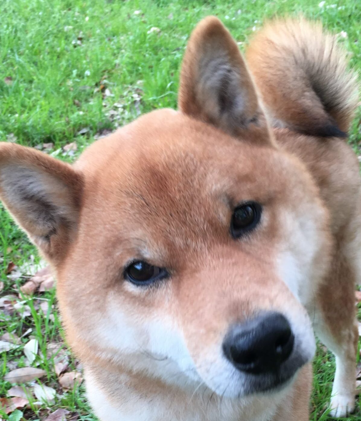 こころみたすペット思い出セレモニーにて葬儀したペットちゃん | コロくん