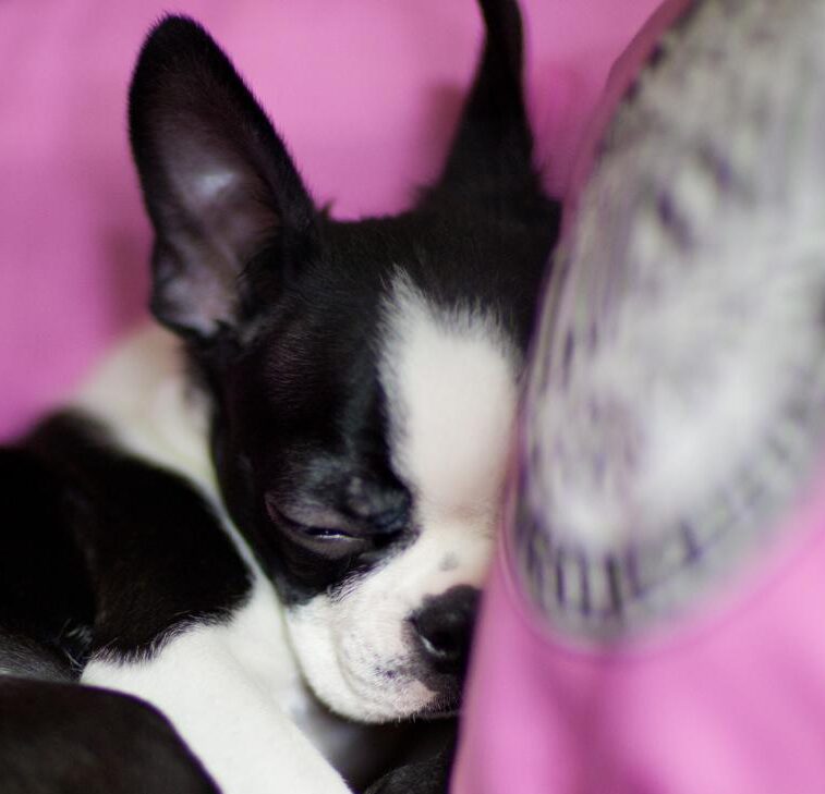 こころみたすペット思い出セレモニーにて葬儀したペットちゃん | ボルトくん