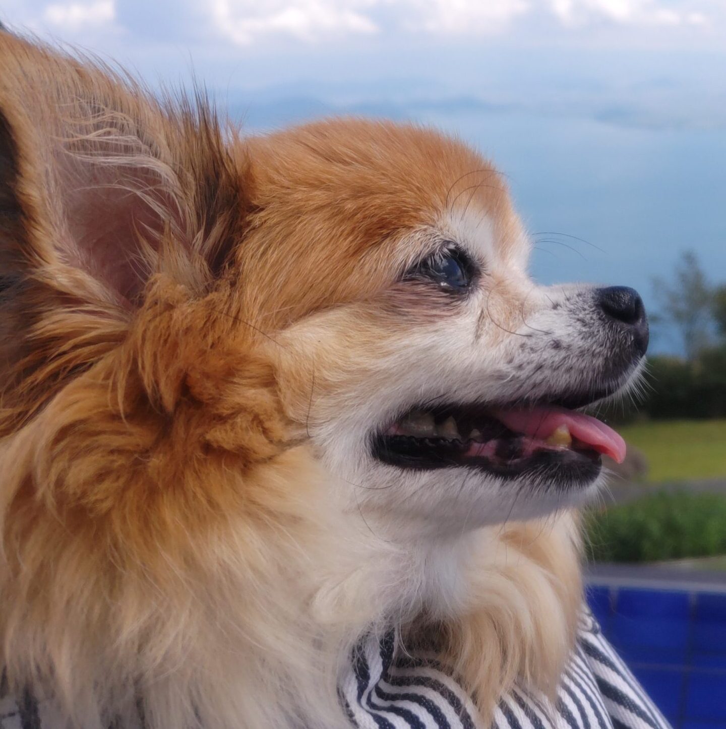 こころみたすペット思い出セレモニーにて葬儀したペットちゃん | BAMBIちゃん