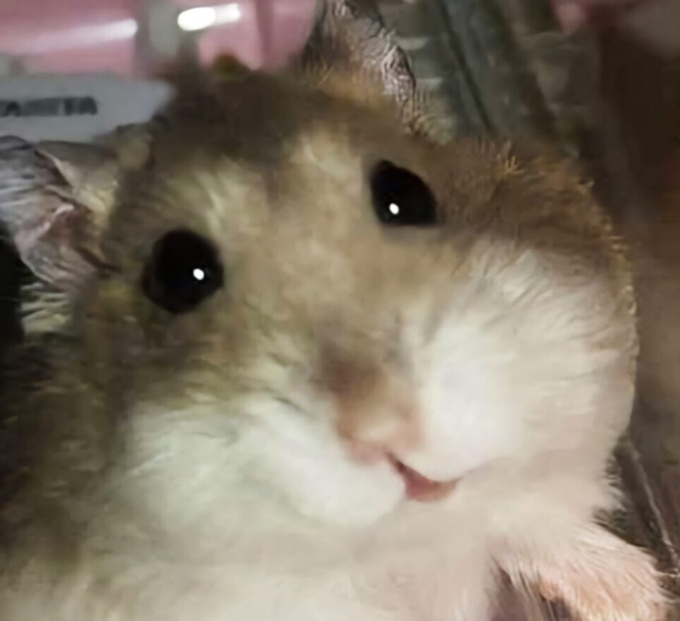 こころみたすペット思い出セレモニーにて葬儀したペットちゃん | ハムにゃんくん