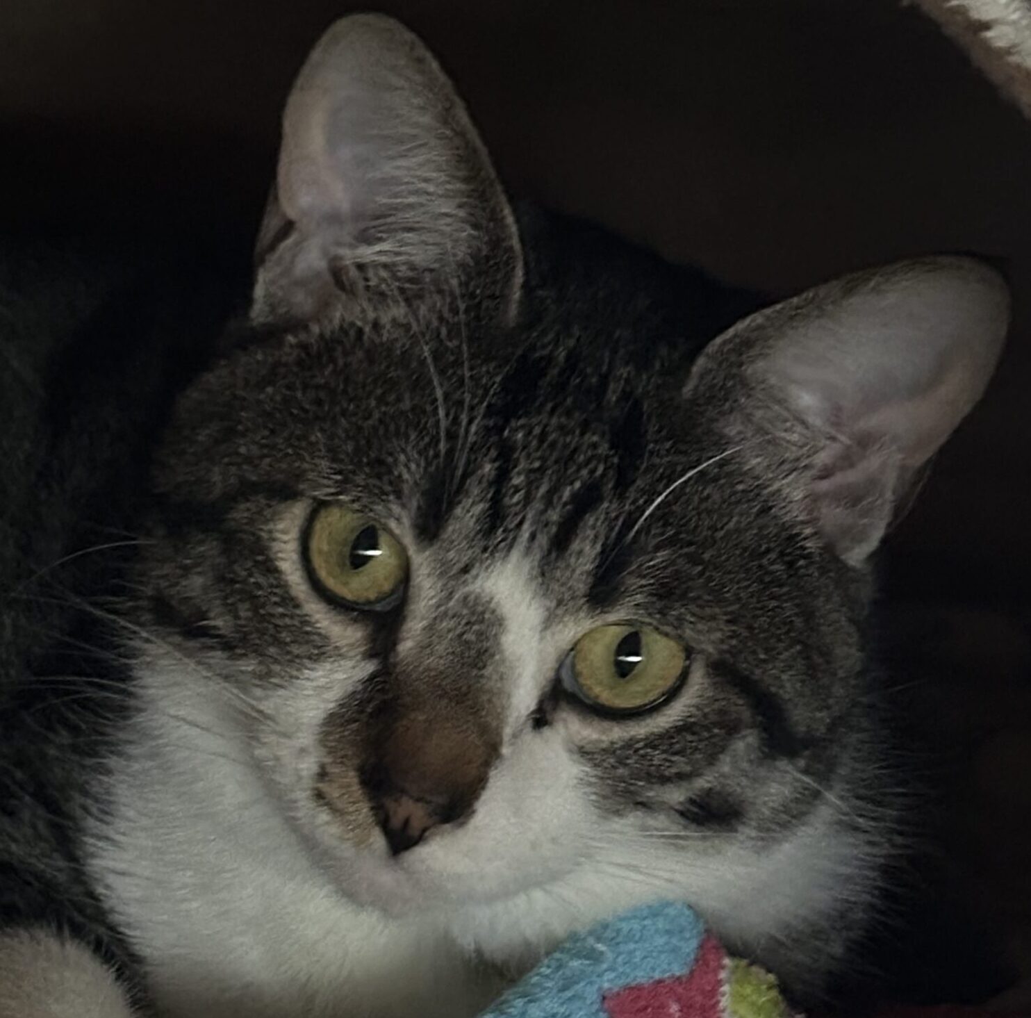 こころみたすペット思い出セレモニーにて葬儀したペットちゃん | 虎鉄くん