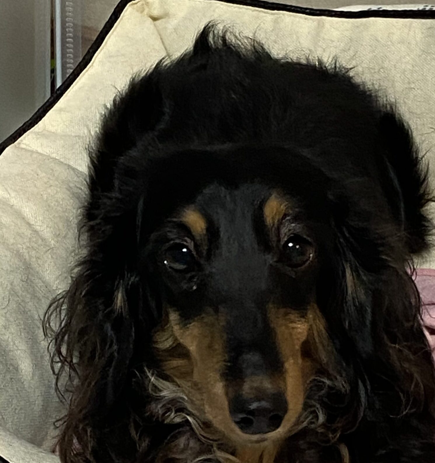 こころみたすペット思い出セレモニーにて葬儀したペットちゃん | ヒマリちゃん