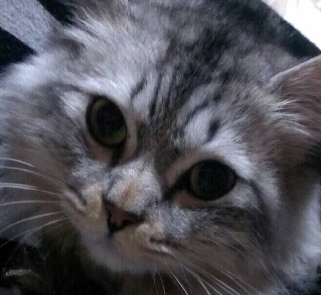 ぎんくん | こころみたす ペット思い出セレモニー