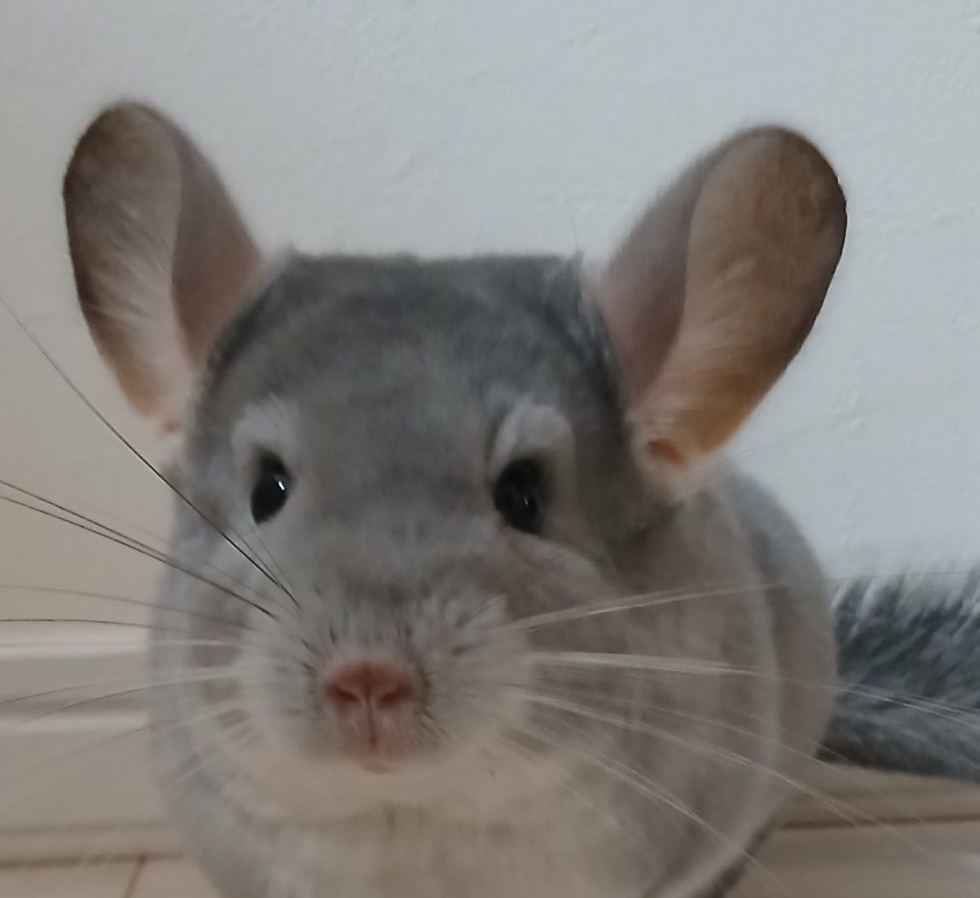 こころみたすペット思い出セレモニーにて葬儀したペットちゃん | そらくん