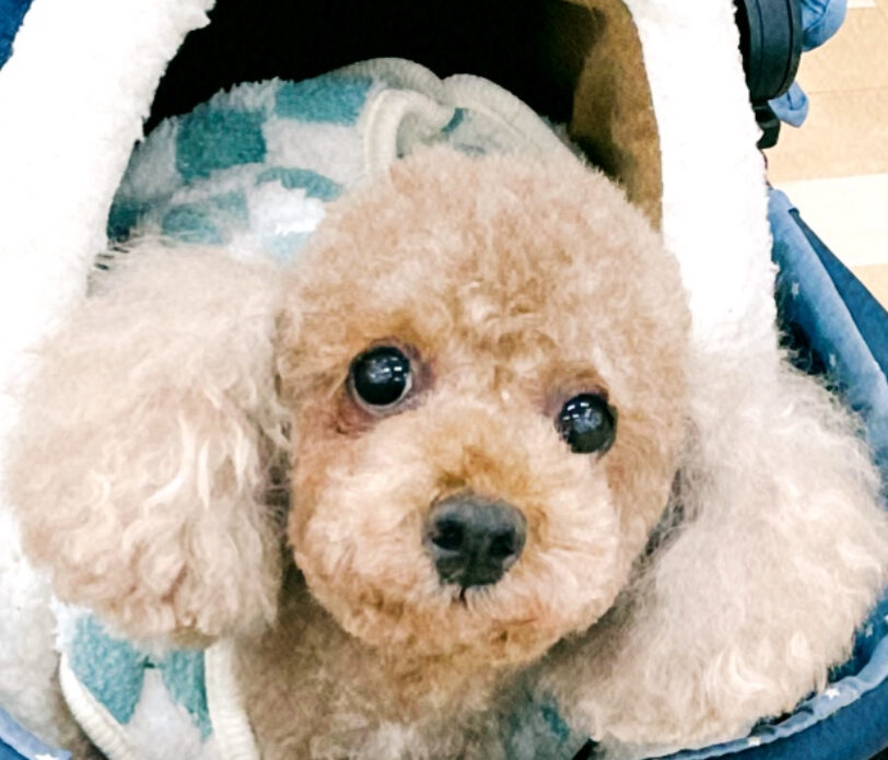 こころみたすペット思い出セレモニーにて葬儀したペットちゃん | ハルちゃん