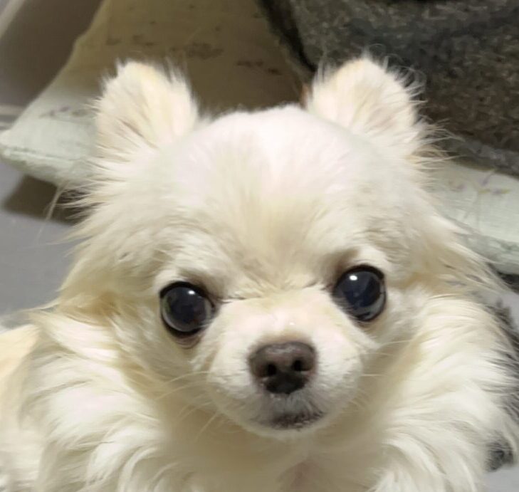 こころみたすペット思い出セレモニーにて葬儀したペットちゃん | 姫ちゃん