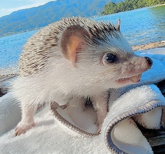 こころみたすペット思い出セレモニーにて葬儀したペットちゃん | ぴぐみちゃん