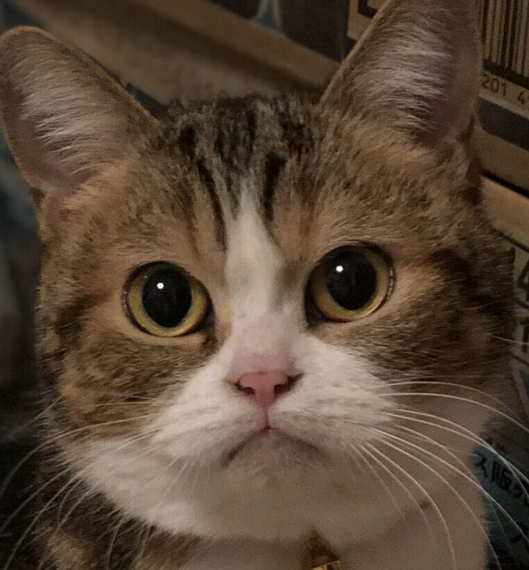 こころみたすペット思い出セレモニーにて葬儀したペットちゃん | ミューちゃん