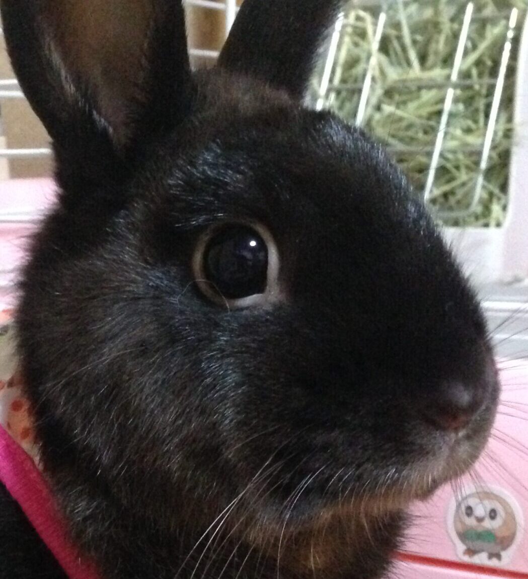 こころみたすペット思い出セレモニーにて葬儀したペットちゃん | コハルくん