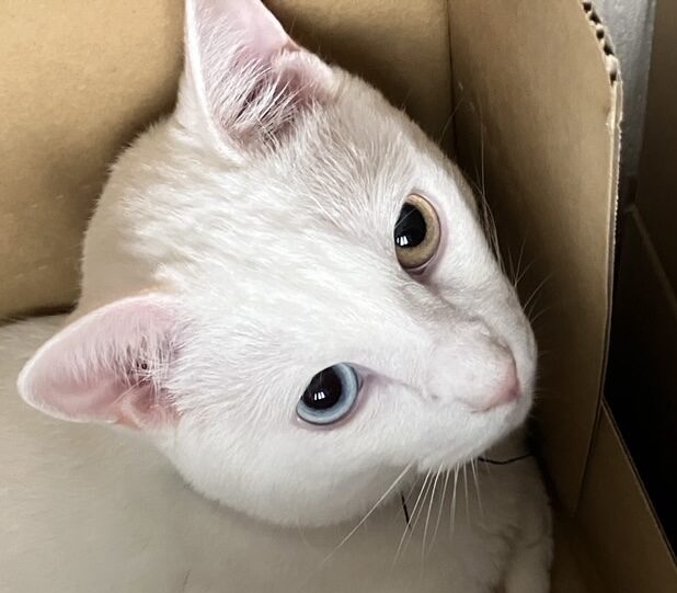 こころみたすペット思い出セレモニーにて葬儀したペットちゃん | なつめくん