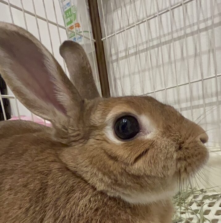 こころみたすペット思い出セレモニーにて葬儀したペットちゃん | うーちゃん