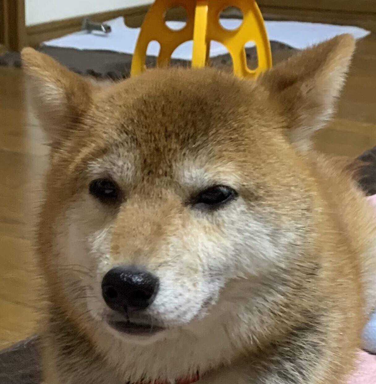 こころみたすペット思い出セレモニーにて葬儀したペットちゃん | ランちゃん