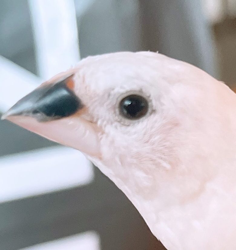 こころみたすペット思い出セレモニーにて葬儀したペットちゃん | あめくん